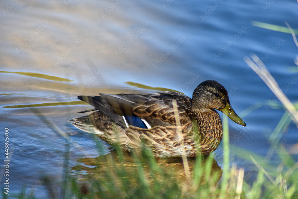Beautiful duck swims in the lake