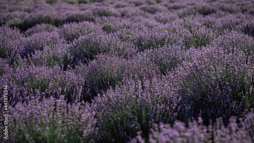  Beautiful purple lavender field at sunset. Size for banner.