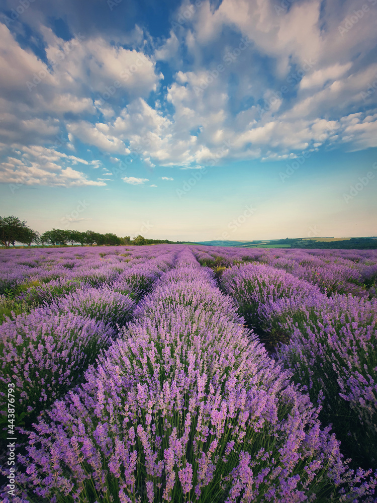 Naklejka premium Picturesque scene of blooming lavender field. Beautiful purple pink flowers in warm summer sunset light. Vertical view, fragrant lavandula plants blossoms in the meadow