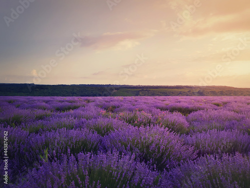 Picturesque view of blooming lavender field. Beautiful purple pink flowers in warm summer sunset light. Fragrant lavandula plants blossoms in the meadow