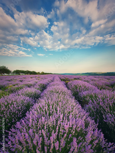 Picturesque scene of blooming lavender field. Beautiful purple pink flowers in warm summer sunset light. Vertical view, fragrant lavandula plants blossoms in the meadow