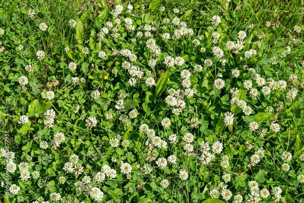 Background of blooming creeping white clover (Latin Trifolium repens) among green grass close-up. Background of blooming creeping white clover (Latin Trifolium repens) among green grass close-up.