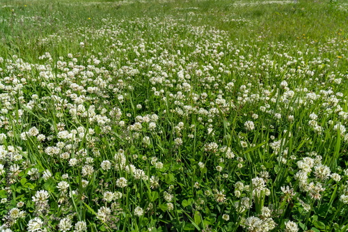 Blooming white clover  Latin Trifolium repens  in a meadow on a sunny summer day.