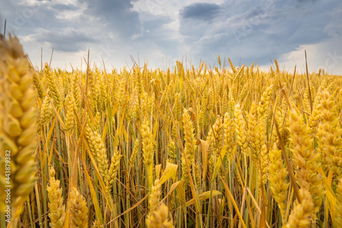 Golden wheat ears on a summer farm field  close-up  under the sky with clouds.