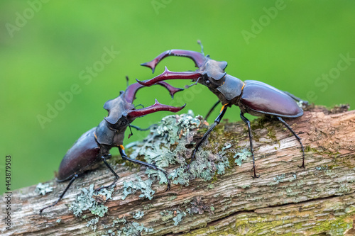 Stag beetle are fighting on a branch on a green background