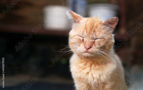 Canvastavla sick cat eyes eye diseases head close up