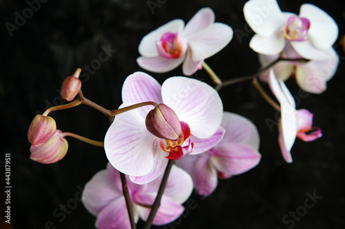  white pink orchid flower on a black background