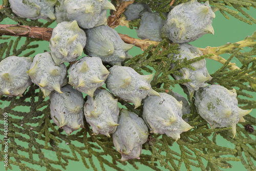 Cupressocyparis leylandii Leyland cypress ornamental plant for garden hedges, with fruits similar to small green cones on a background of the same color