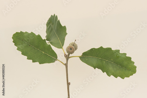 Quercus ilex holm oak young shoot with green leaves and small developing acorns. on a background of intense color and homogeneous blur