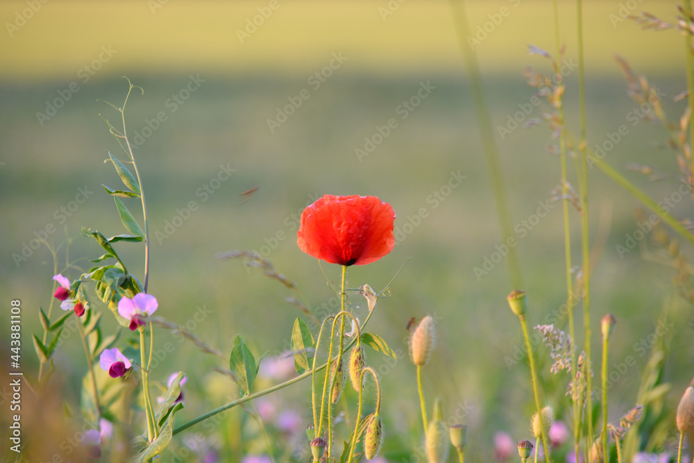 Fototapeta premium red poppy field