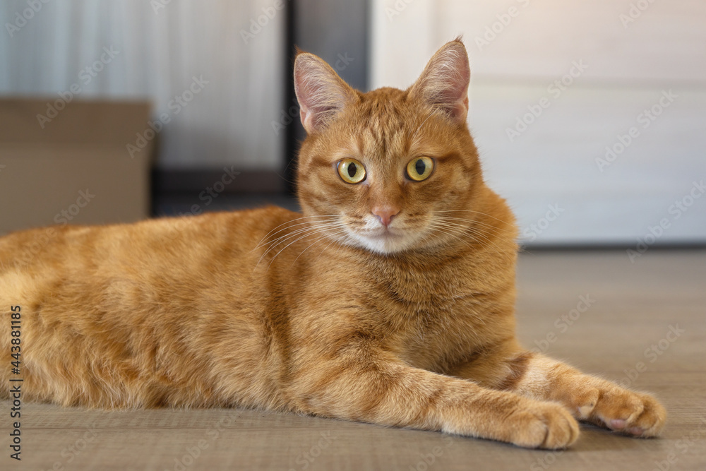 Portrait of a young red cat. The red cat is lying on the floor. Close-up, selective focus