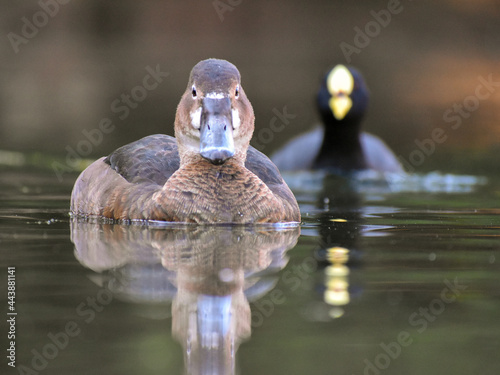 female rosy-billed pochard, Netta peposaca, at a public park in Buenos Aires photo