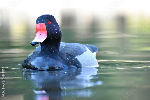 male rosy-billed pochard, Netta peposaca, at a public park in Buenos Aires photo