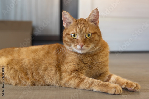 Portrait of a young red cat. The red cat is lying on the floor. Close-up, selective focus