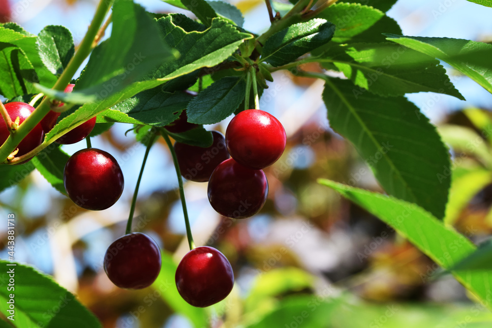 ripe cherries turn red purple in the sun on a tree ripe cherries turn red purple in the sun on a tree