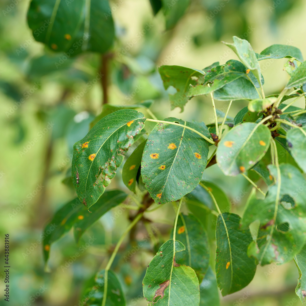 Obraz premium die Pilzerkrankung Birnengitterrost übertragen durch den Pilz Gymnosporangium sabinae an einem Birnbaum im Garten im Sommer