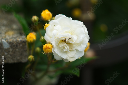 Vintage beige roses blooming among the green leaves