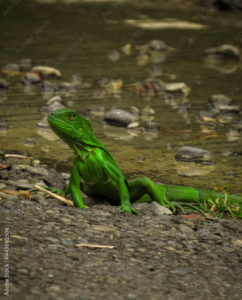 green iguana near water green iguana near water