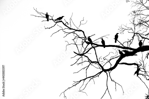 branches silhouette