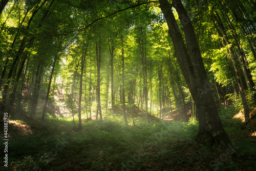 Fototapeta Naklejka Na Ścianę i Meble -  morning light in green forest