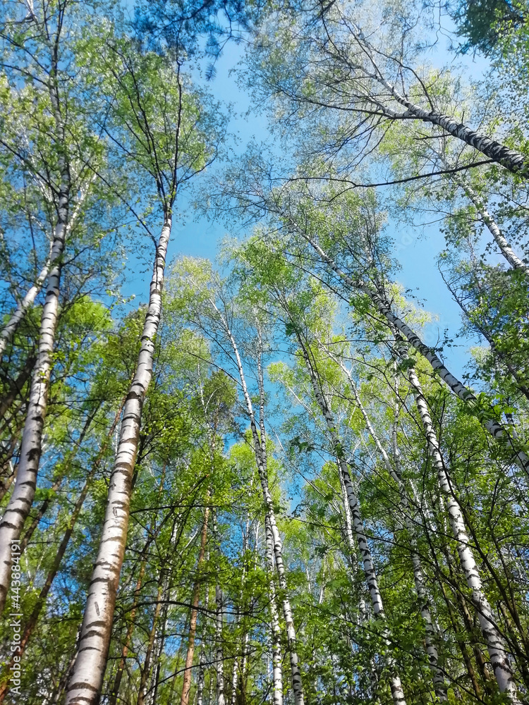 Fototapeta premium blue sky and birch trees with green leaves