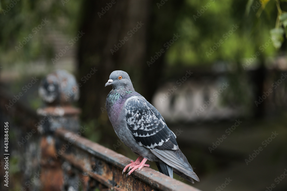Fototapeta premium close-up of a blue dove sits in the park on an iron fence.