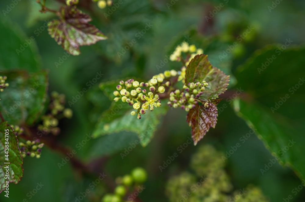 ノブドウの花 ノブドウの花