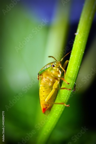 Plakat w ramie green shield bug