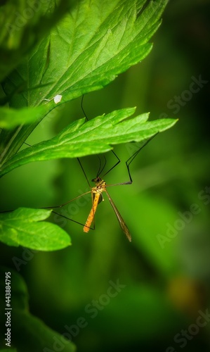 Plakat w ramie dragonfly on a leaf
