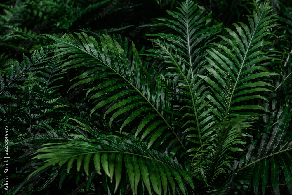 Selective focus beautiful green fern leaves pattern for background with noise and grains.