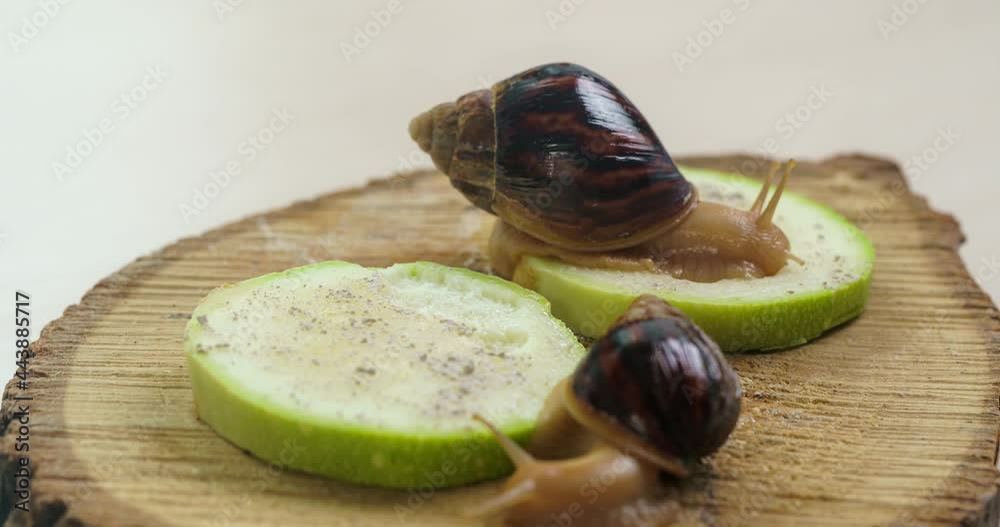 Two young snails are eating zucchini. Akhatina fulika. A giant African