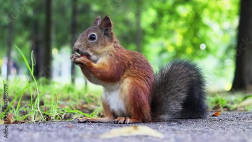 A red squirrel nibbles a hazelnut in the Park.