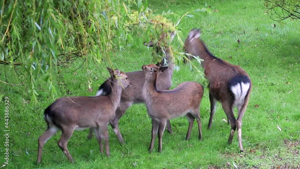 Sika Deer Pulling Leaves from Weeping Willow Tree with Fawns Enniskerry Sika Deer Pulling Leaves from Weeping Willow Tree with Fawns Enniskerry