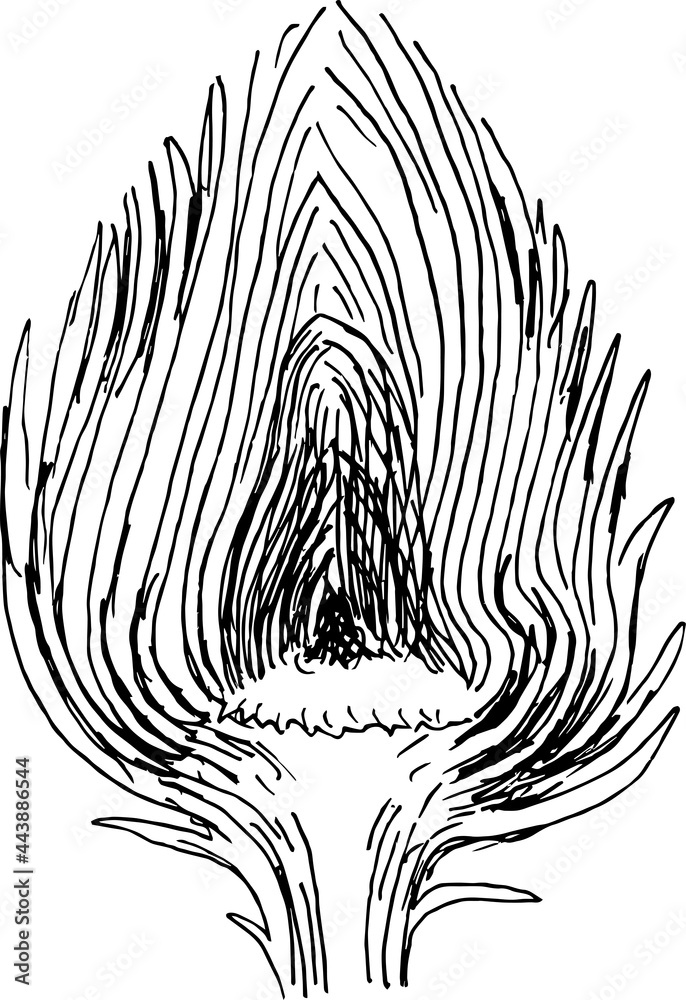 Outline Drawing Botanical Artichoke Cut Doodle Outline Drawing Botanical Artichoke Cut Doodle