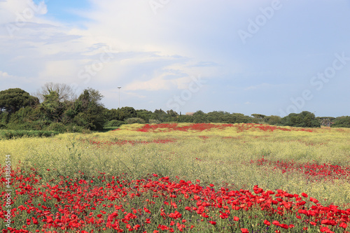 poppy flower seeds nature landscape