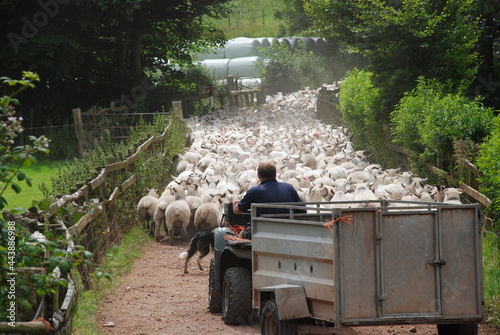 Herding sheep with machinery