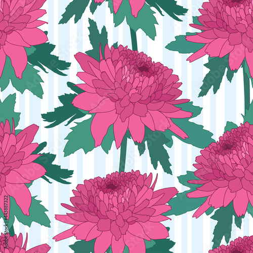 Seamless decorative pattern with pink chrysanthemum and stripes. Crown daisy repeated background. Vector