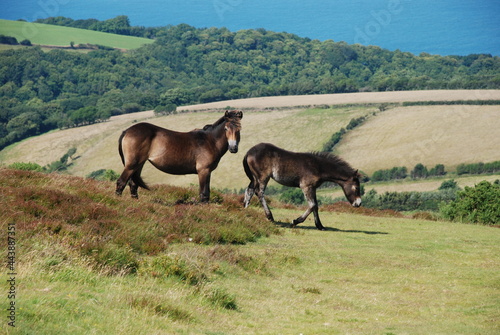 Exmoor ponies grazing in Exmoor