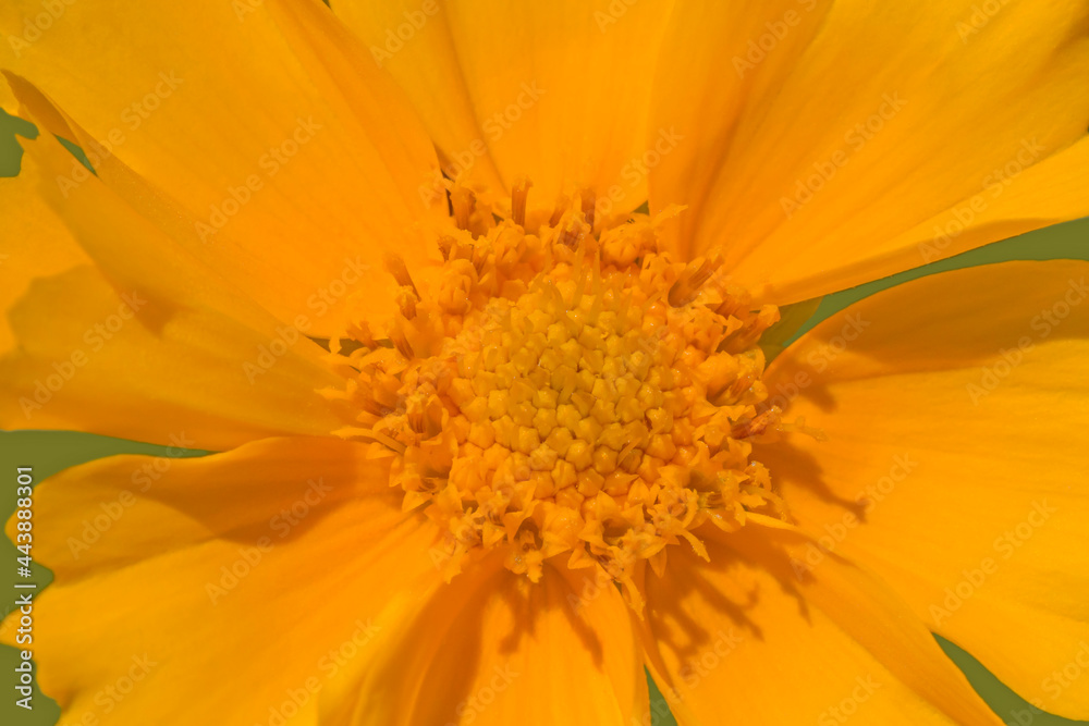 close up of yellow flower