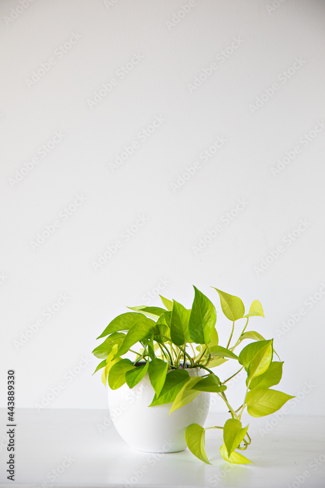 Potus plant on white background Potus plant on white background