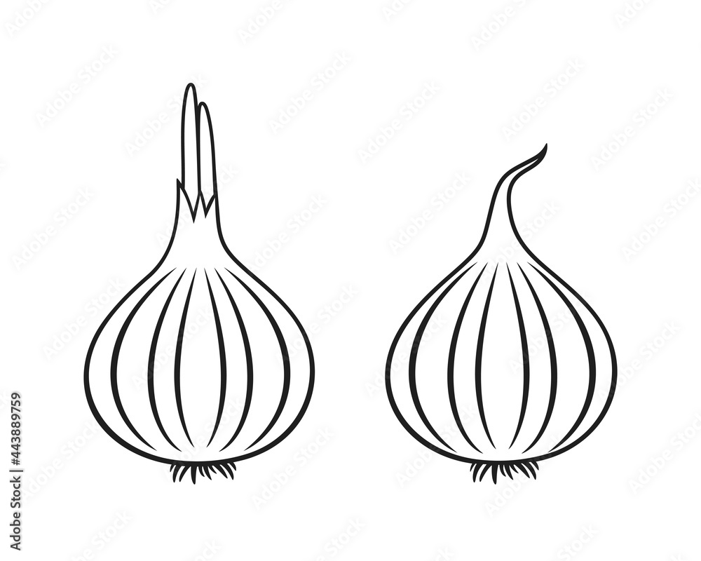 Onion outline. Isolated onion on white background