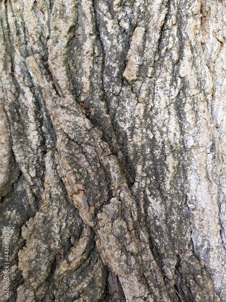 Tree bark with fine natural structures and patina of rough tree bark as natural and ecological background shows a beautiful in grey color tones as scars and protection against and habitat for insects
