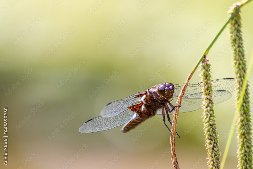 Macro of Odonata Libellula depressa with blue body as insect of the year 2001 and blue dragonfly as insect hunter and beneficial animal with filigree wings in close-up macro view at garden pond view Macro of Odonata Libellula depressa with blue body as insect of the year 2001 and blue dragonfly as insect hunter and beneficial animal with filigree wings in close-up macro view at garden pond view