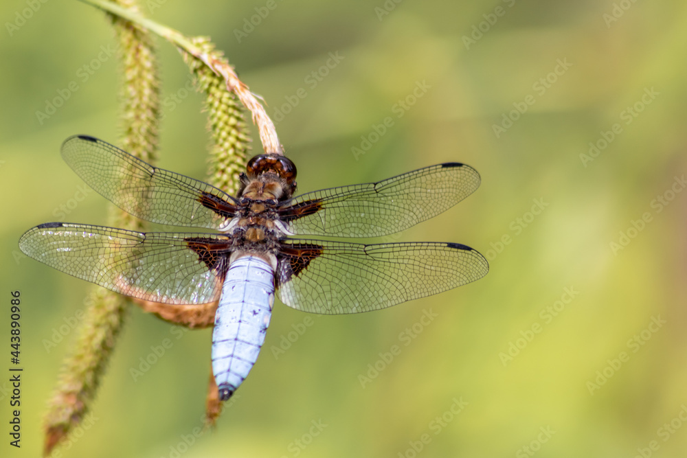 Macro of Odonata Libellula depressa with blue body as insect of the year 2001 and blue dragonfly as insect hunter and beneficial animal with filigree wings in close-up macro view at garden pond view Macro of Odonata Libellula depressa with blue body as insect of the year 2001 and blue dragonfly as insect hunter and beneficial animal with filigree wings in close-up macro view at garden pond view