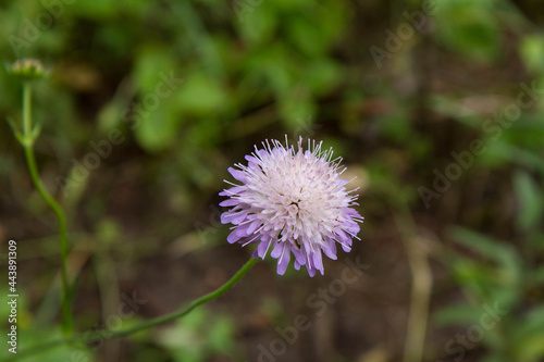 The sheep s-bit  Jasione montana  flower blooming