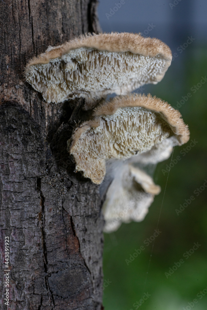 Dried tree mushrooms on a dead stump, macro shot Dried tree mushrooms on a dead stump, macro shot