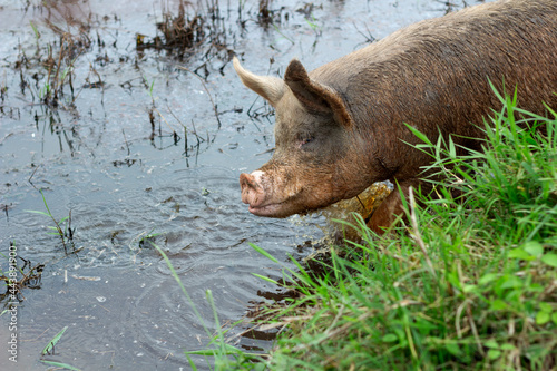 big pig full of mud next to the river