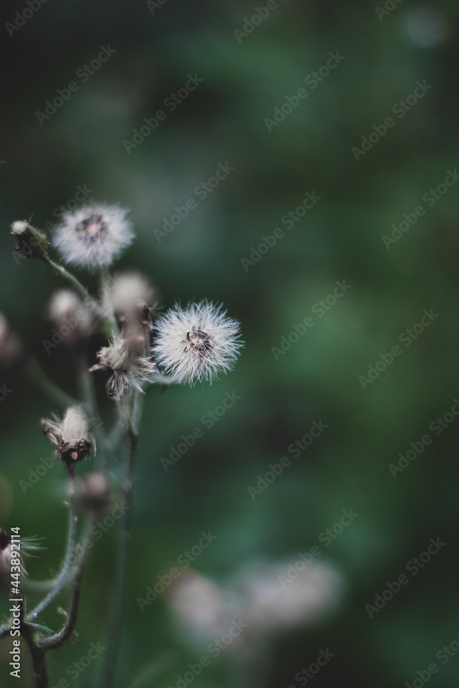 Little dandelion in the forest 