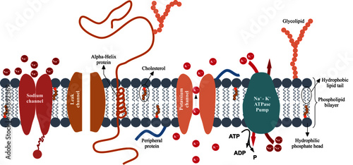 Between the components of the axonal plasma membrane are phospholipids, cholesterol, proteins, carbohydrates, sodium channels, leak channels, potassium channels and Na+ K+ ATPase Pumps photo