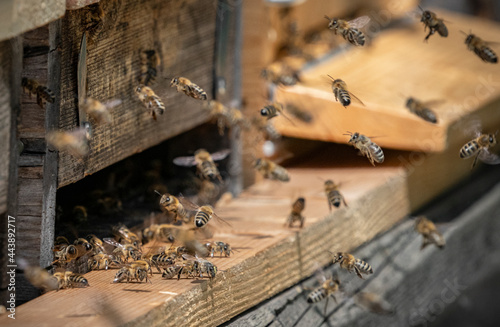 Fototapeta Naklejka Na Ścianę i Meble -  bee hive - bee breeding (Apis mellifera) close up